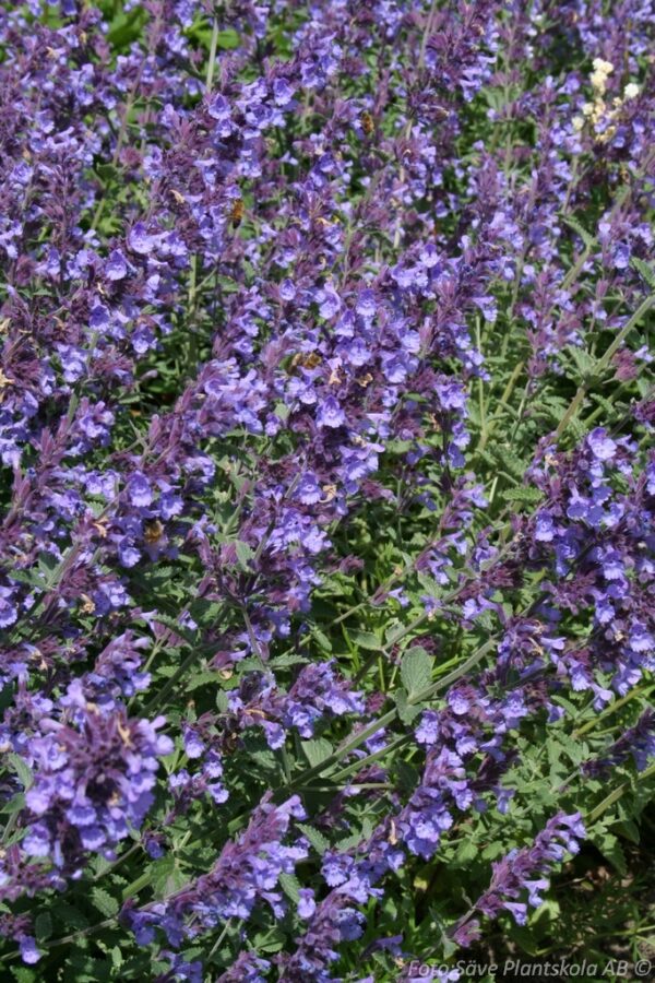 Nepeta x faassenii 'Walker's Low' - Bild 2