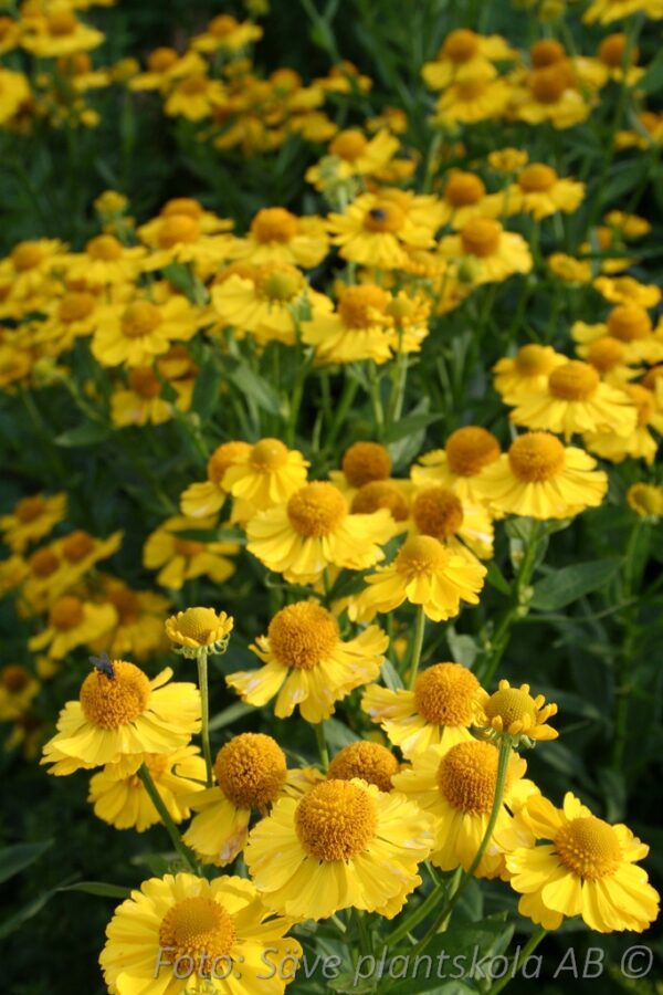 Helenium autumnale 'Kanaria'