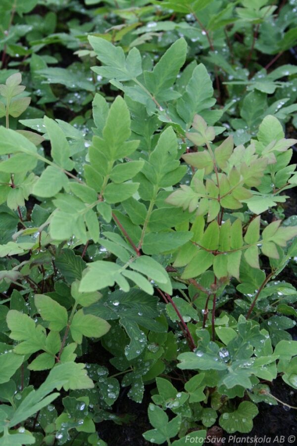Osmunda regalis 'Prupurascens'
