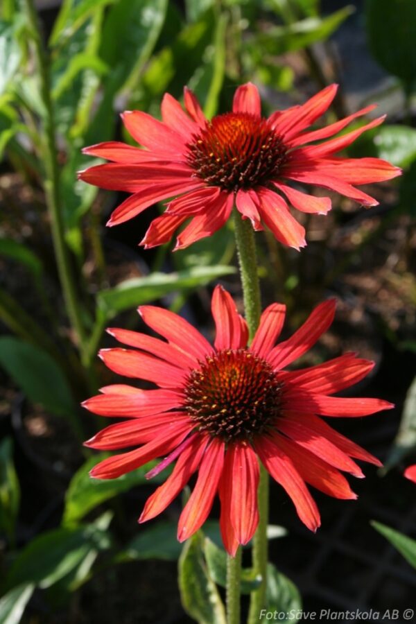 Echinacea purpurea 'Hot Summer'
