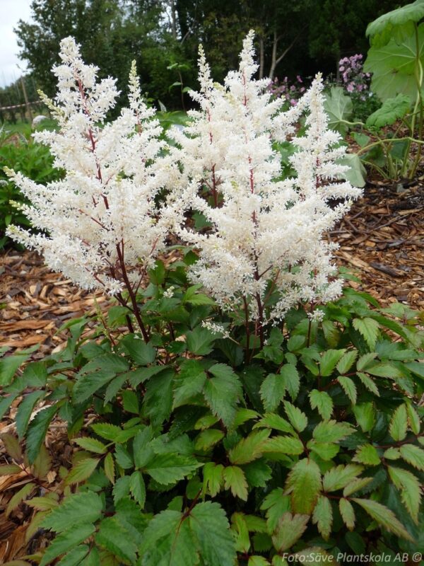 Astilbe arendsii 'Rock and Roll'