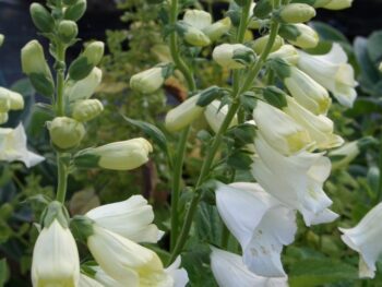 Digitalis purpurea 'Snow Timble'