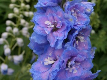 Delphinium Millenium-serien 'Blue Lace'