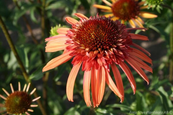 Echinacea purpurea 'Irresistible'