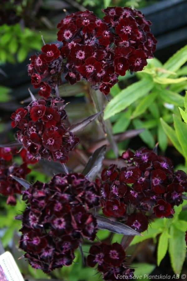 Dianthus barbatus' Sooty'