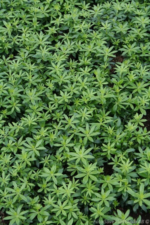 Galium odoratum