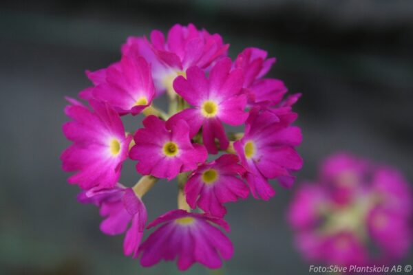 Primula denticulata 'Rubin'