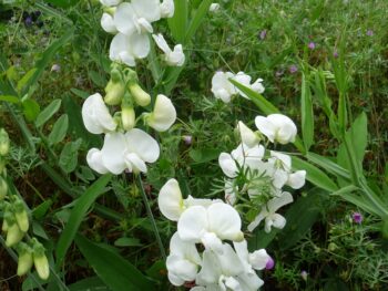 Lathyrus latifolius 'White Pearl'