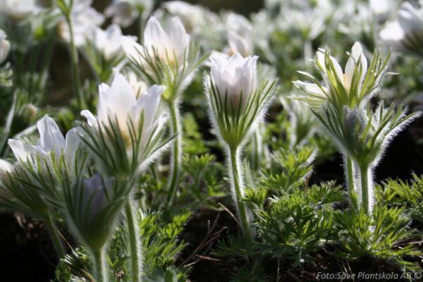 Pulsatilla vulgaris 'Alba'