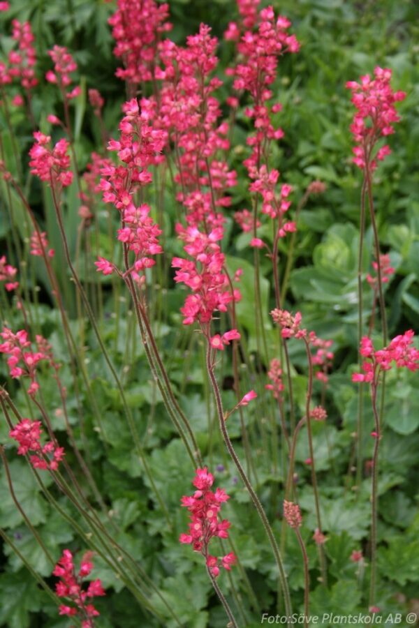 Heuchera sanguinea 'Leuchtkäfer'