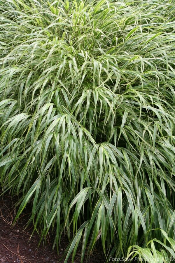 Hakonechloa macra 'Albostriata'