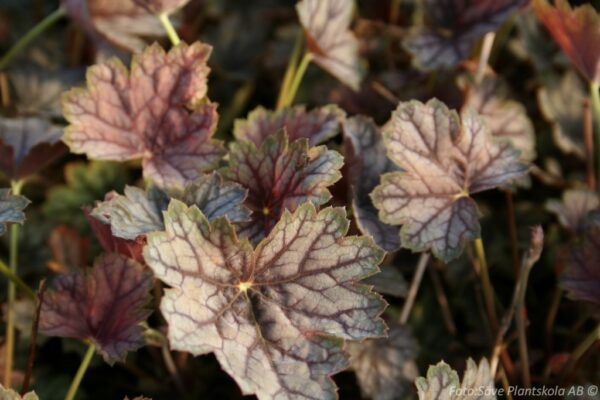 Heuchera 'Green Spice' - Bild 2