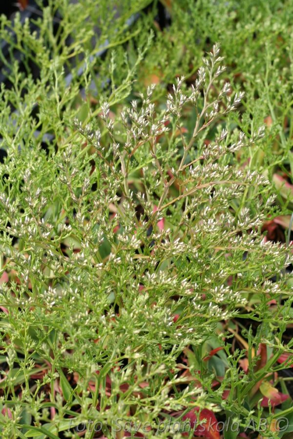 Limonium latifolium