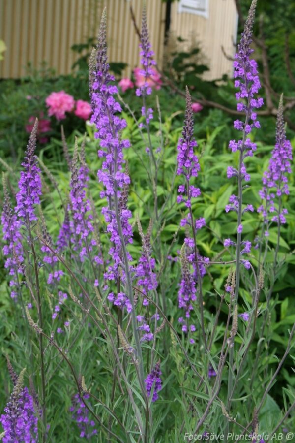 Linaria purpurea