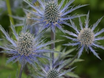 Eryngium alpinum 'Big Blue'