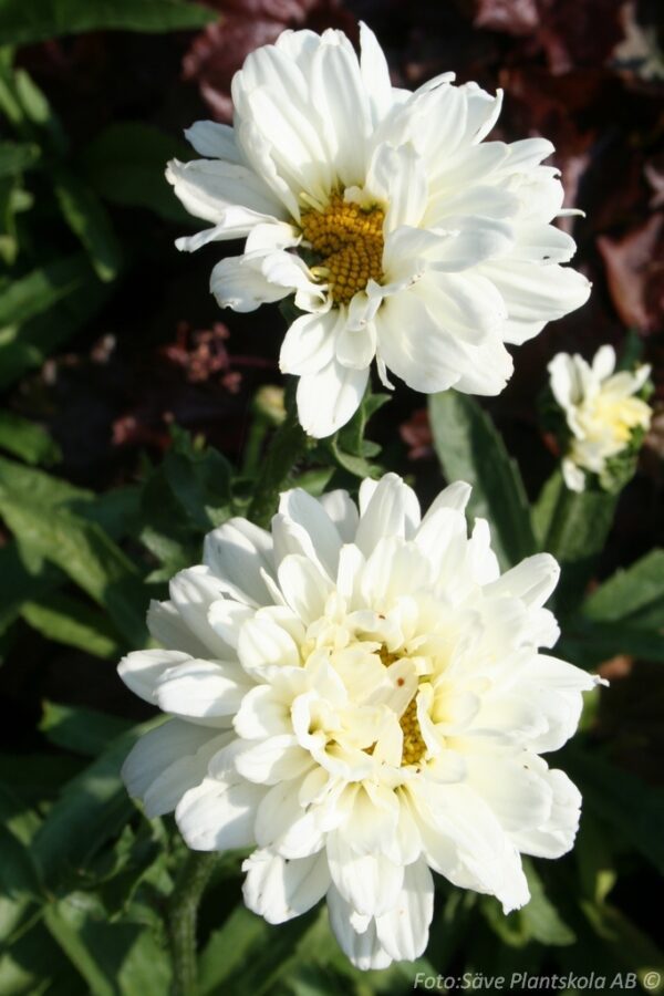 Leucanthemum superbum 'Victoria Secret'