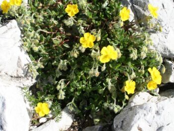 Helianthemum nummularium 'Sternthaler'