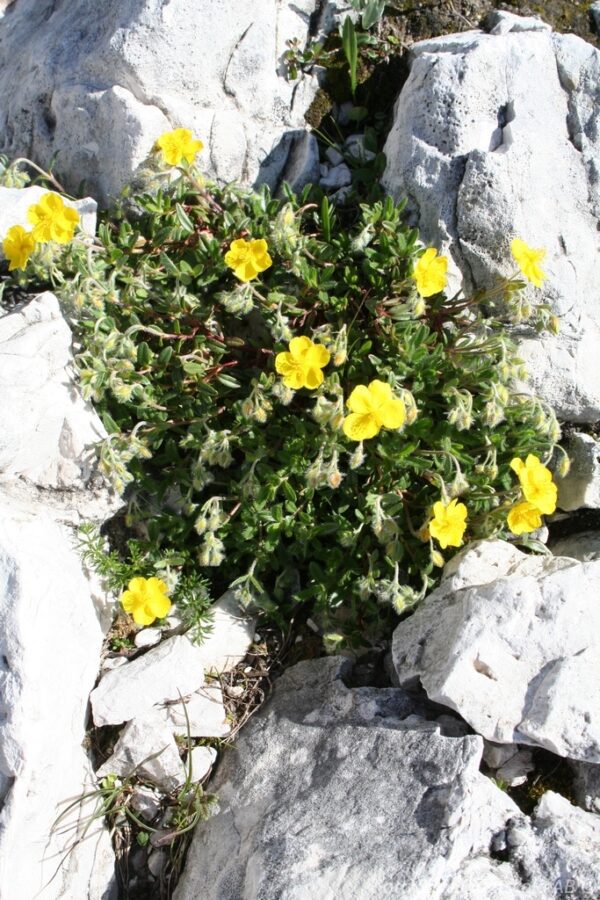 Helianthemum nummularium 'Sternthaler'