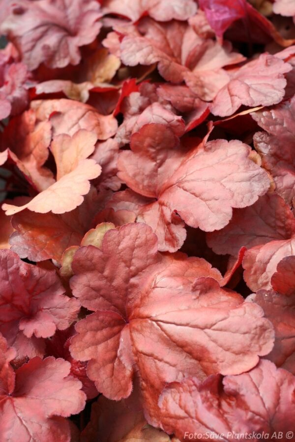 Heuchera 'Fire Alarm'