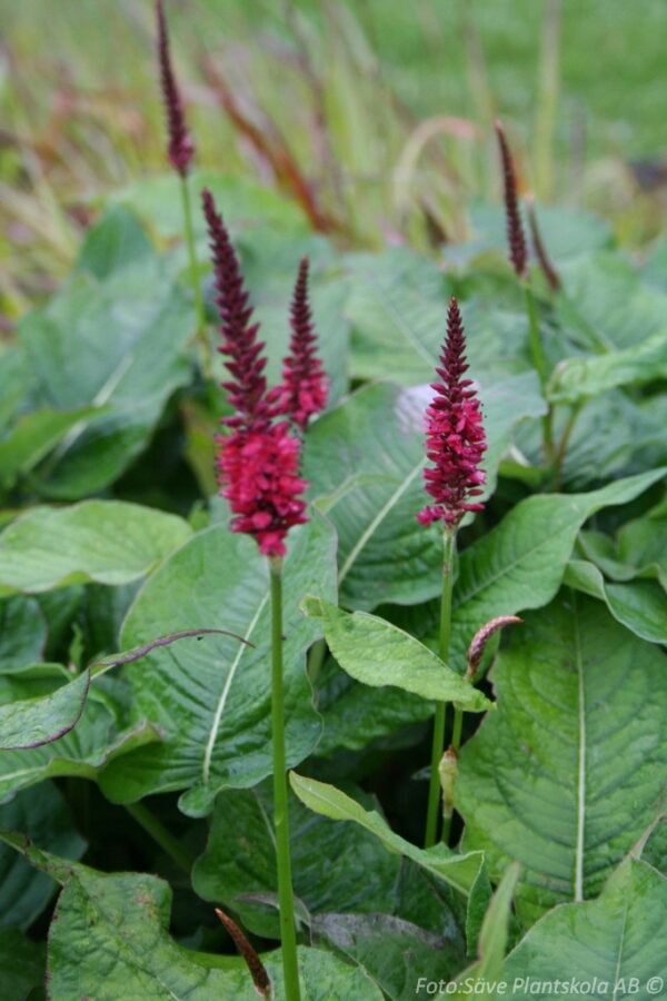 Persicaria amplexicaule (bistorta) 'Blackfield'