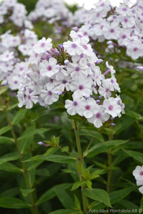 Phlox paniculata 'Ingeborg från Nybro'