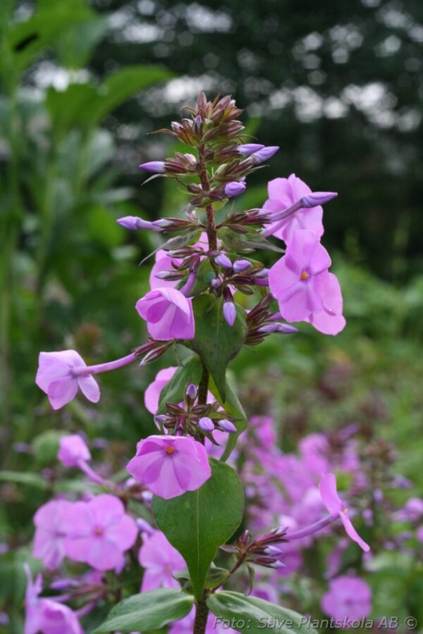 Phlox carolina 'Rosalinde' - Bild 2
