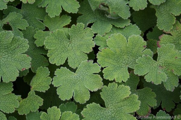 Geranium renardii - Bild 2