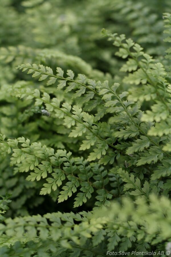Polystichum setiferum 'Herrenausen'