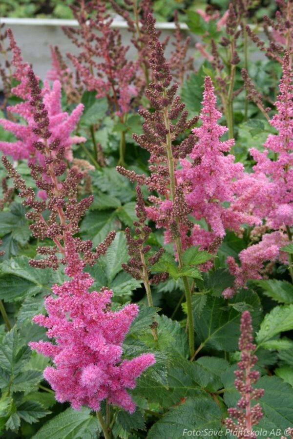 Astilbe chinensis 'Vision in Pink'