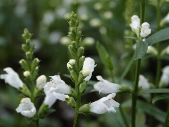 Physostegia virginiana 'Summer snow'