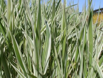 Phalaris arundinacea 'Picta'