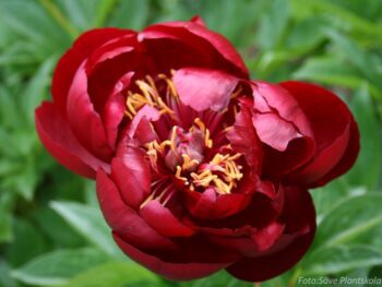 Paeonia lactiflora 'Buckeye Belle'