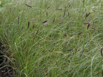 Bouteloua gracilis