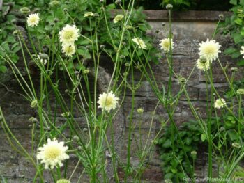 Cephalaria gigantea