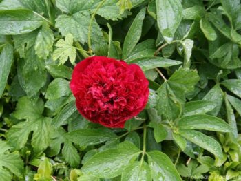 Paeonia officinalis 'Rubra Plena'