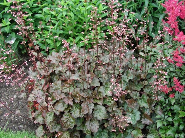 Heuchera 'Rachel'