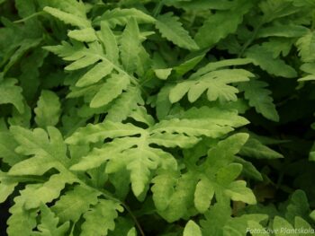 Onoclea sensibilis