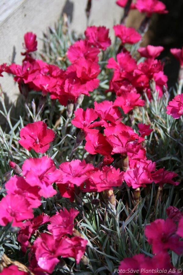 Dianthus Gratianopolitanus-gruppen 'Badenia'