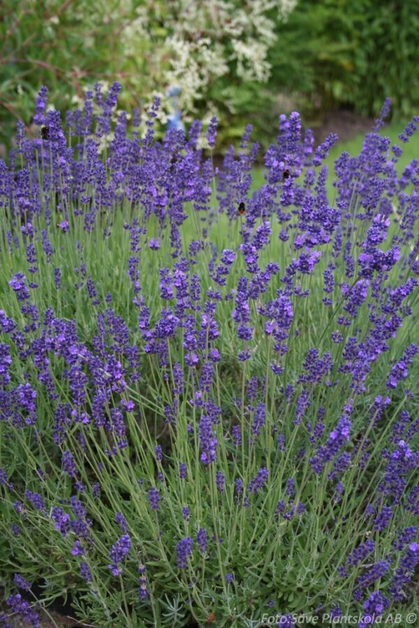 Lavandula angustifolia 'Hidcote Blue'