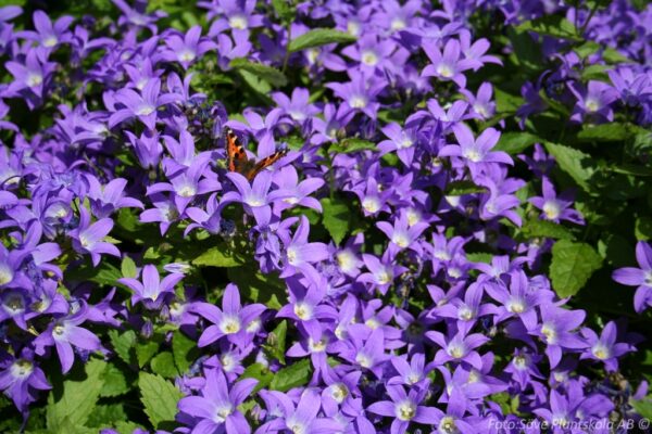 Campanula lactiflora 'Prichard'
