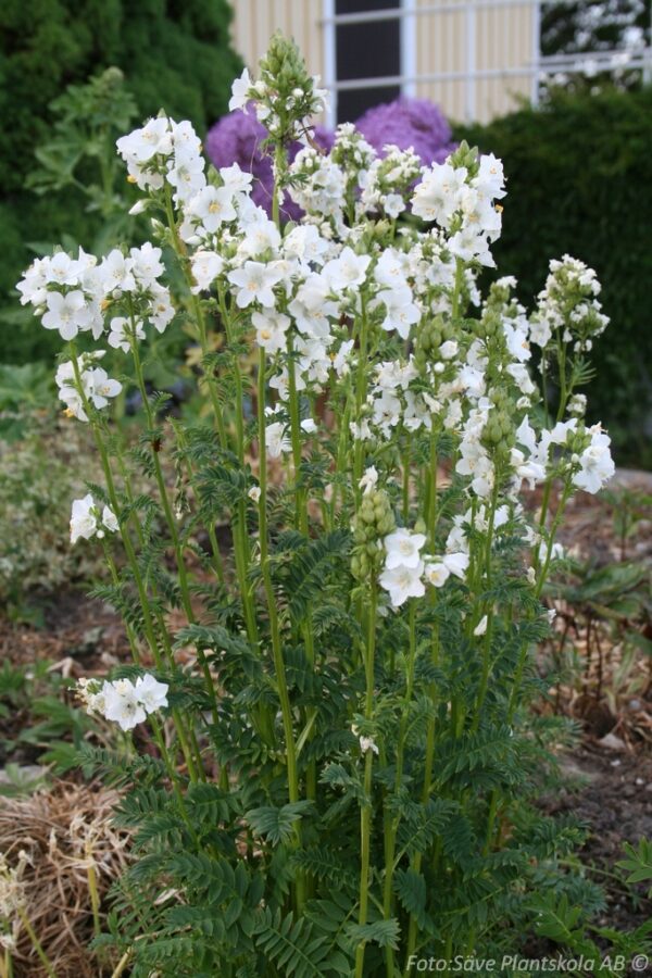 Polemonium caeruleum 'Alba'