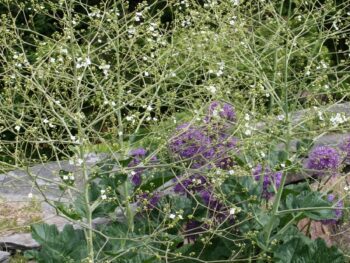 Crambe cordifolia