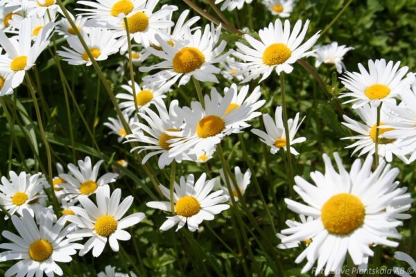 Leucanthemum vulgare 'Majdrottning'