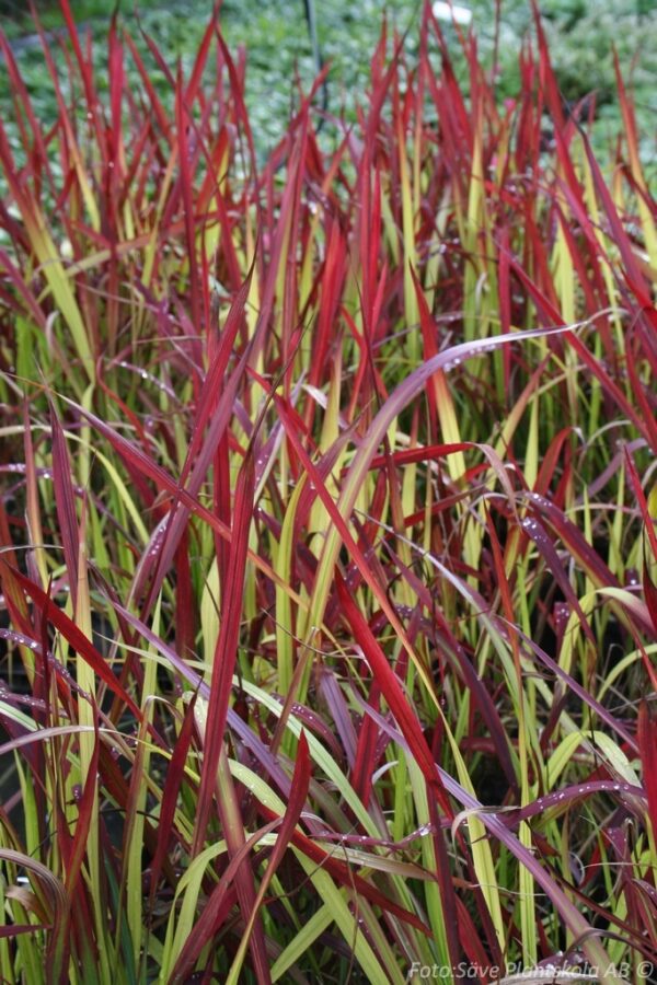 Imperata cylindrica 'Red Baron'