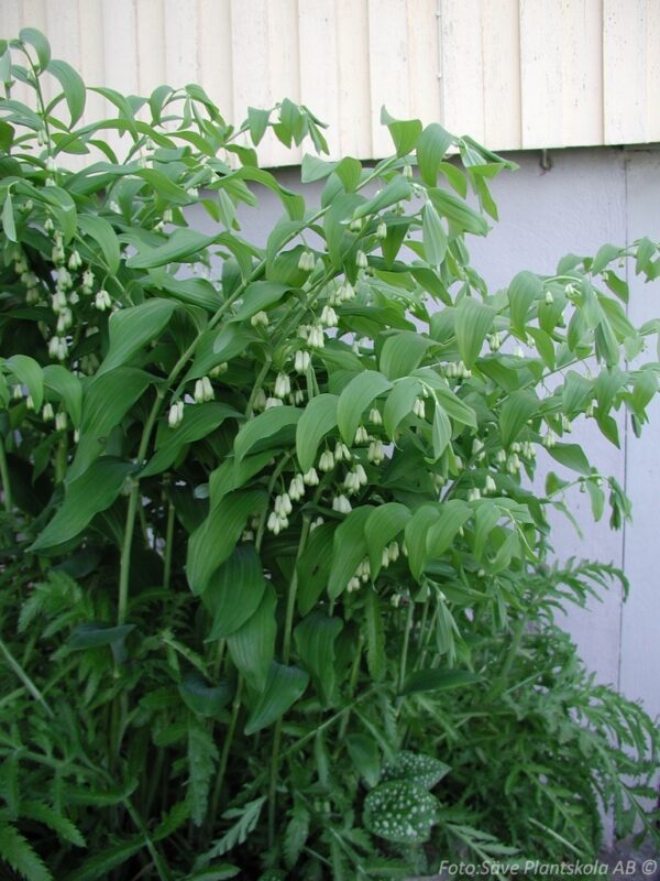 Polygonatum multiflorum