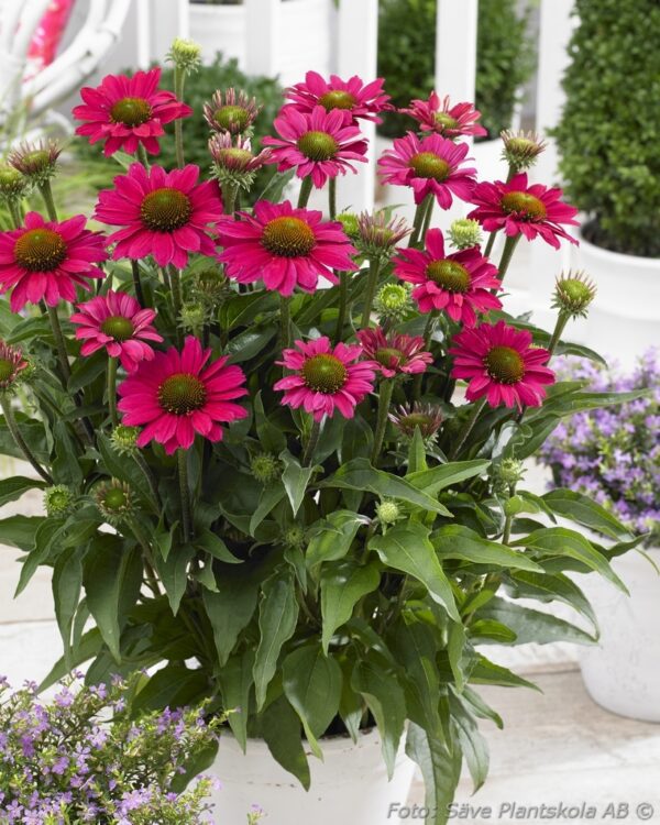 Echinacea 'SunSeekers Magenta'