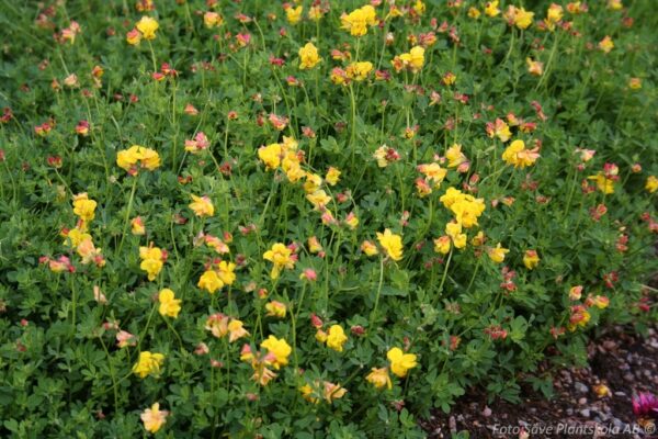 Lotus corniculatus 'Flore Plena'