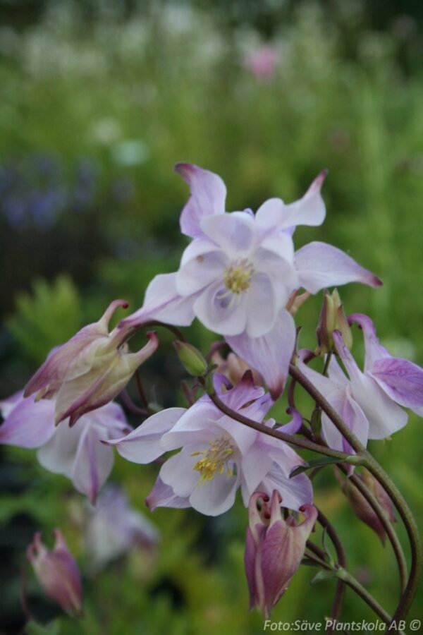 Aquilegia vulgaris 'Grandmother's Garden'