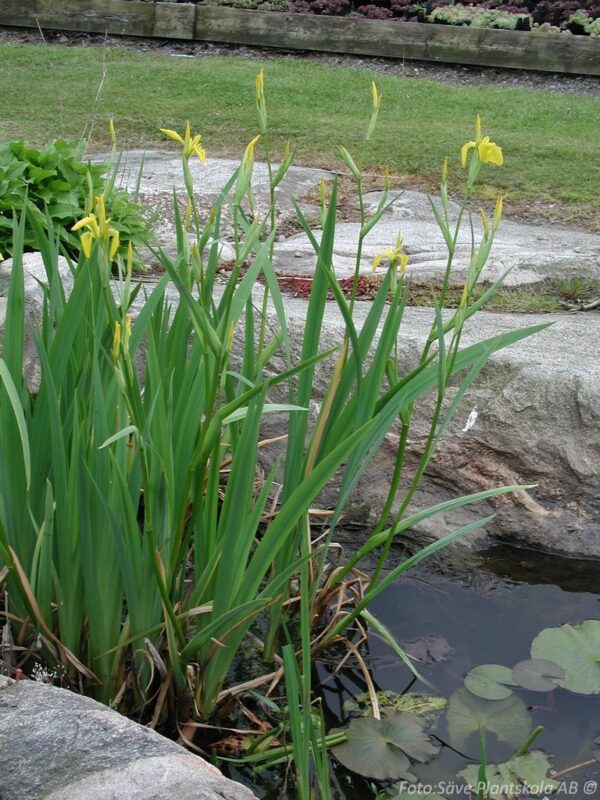 Iris pseudacorus