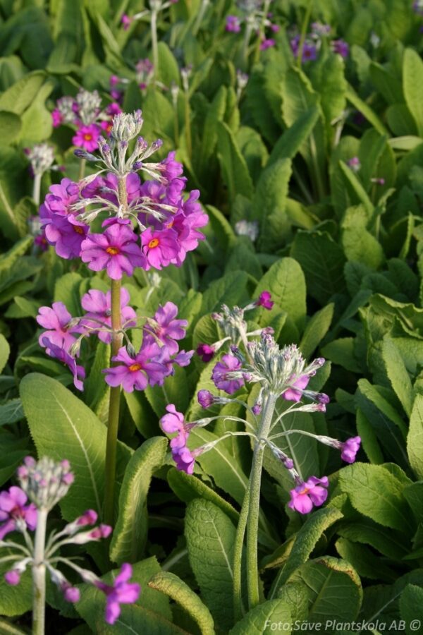 Primula beesiana
